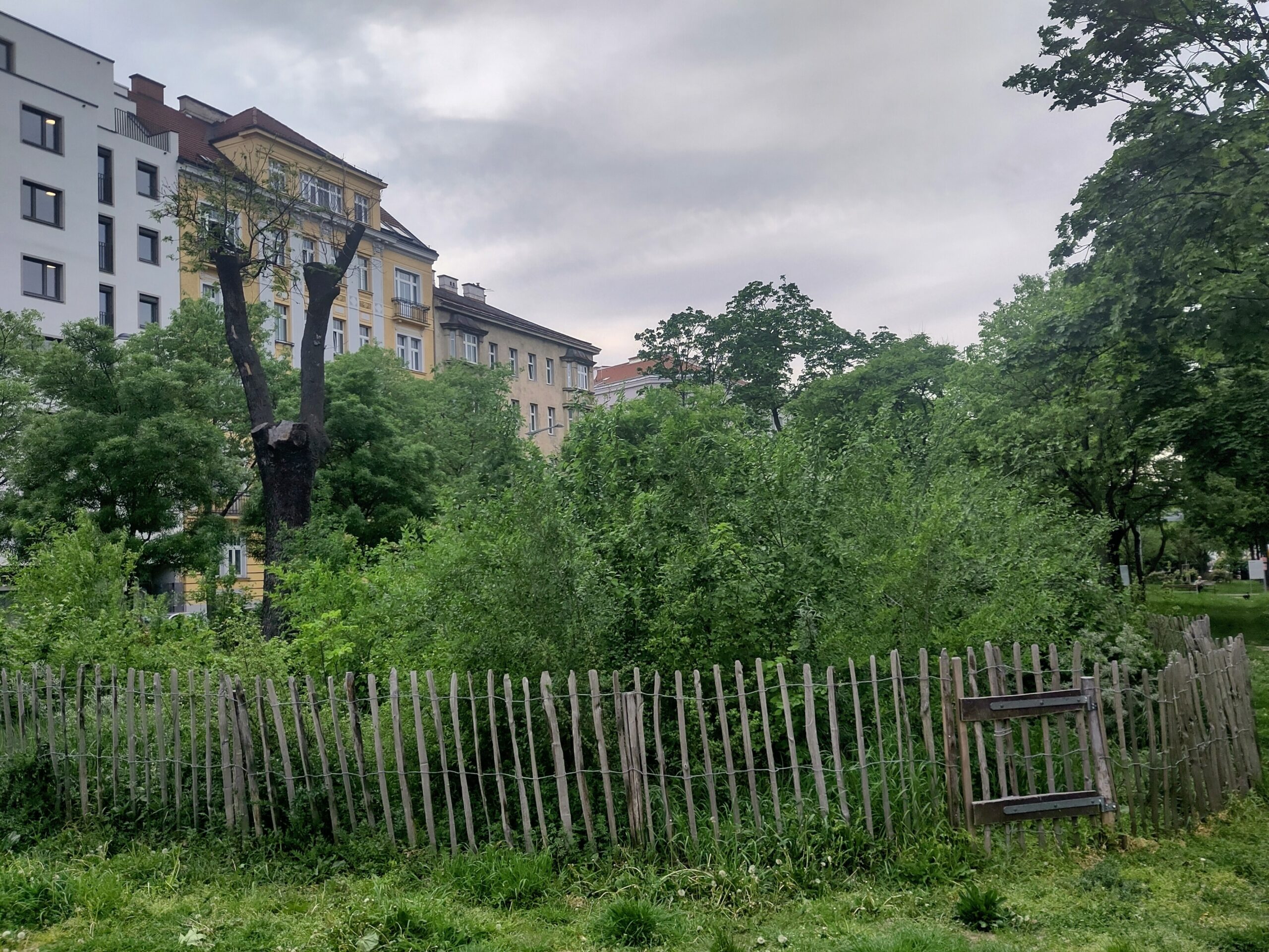 "Jedem Bezirk sein Wiener Wäldchen": Zu sehen ist ein so genannter Mini-Wald in einem Bezirk in Wien. Darin sind verschiedene, Baum- und Straucharten gepflanzt, die Fläche ist von einem niedrigen Holzzaun umzäunt.