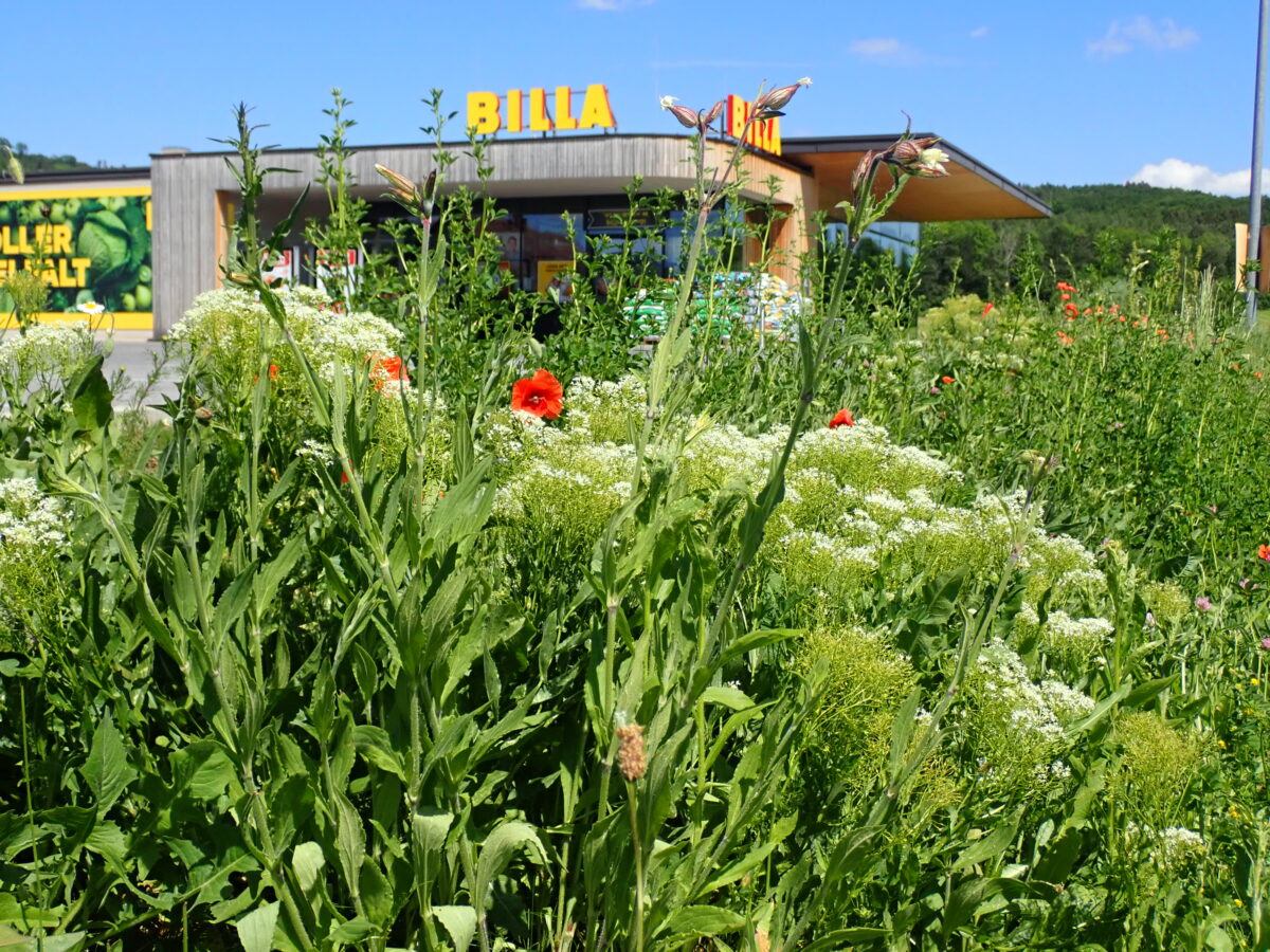 Wildwiese mit verschiedenen hohen Pflanzen und Blüten vor einem BILLA-Supermarktgebäude.