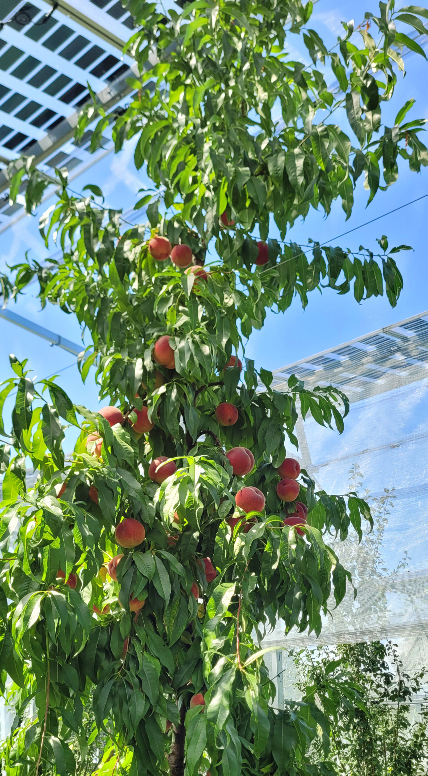Pfirsichbaum mit reifen Pfirsichen an den Ästen in einem Gewächshaus.