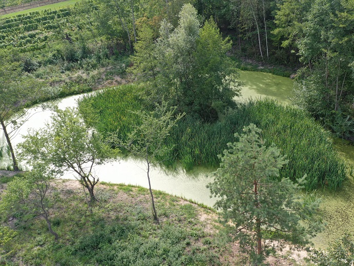 Luftaufnahme eines kleinen Teichs mit umgebender Vegetation und Bäumen.
